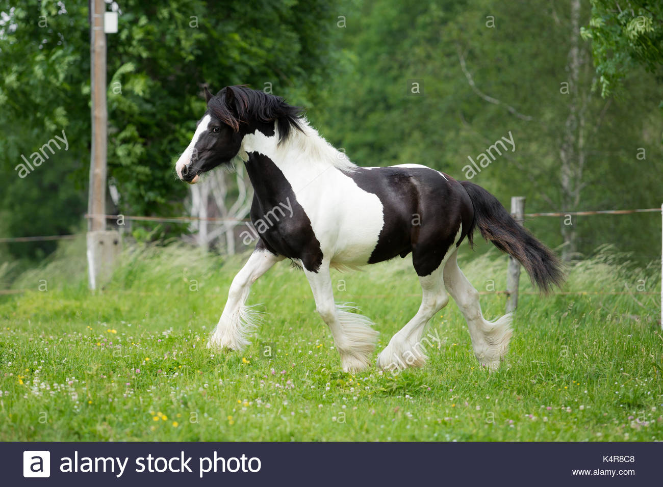 Black and white Gypsy Horse Cob Vanner colt Stock Photo 157863448 Alamy