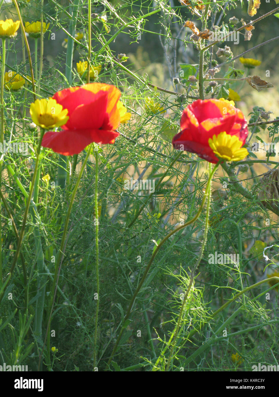 Poppies and grasses hi-res stock photography and images - Alamy