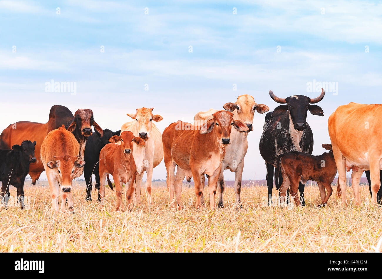 Herd with cows and calves on the pasture of a farm. Milky cows, dry pasture, mixed colors, pasture of procreation and feeding. Beautiful livestock bac Stock Photo