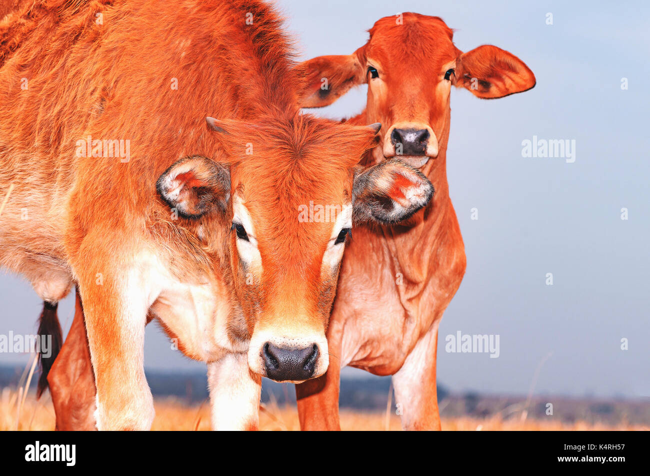 Two curious brown calves looking at the photo. Young animals at pasture of a farm. Stock Photo