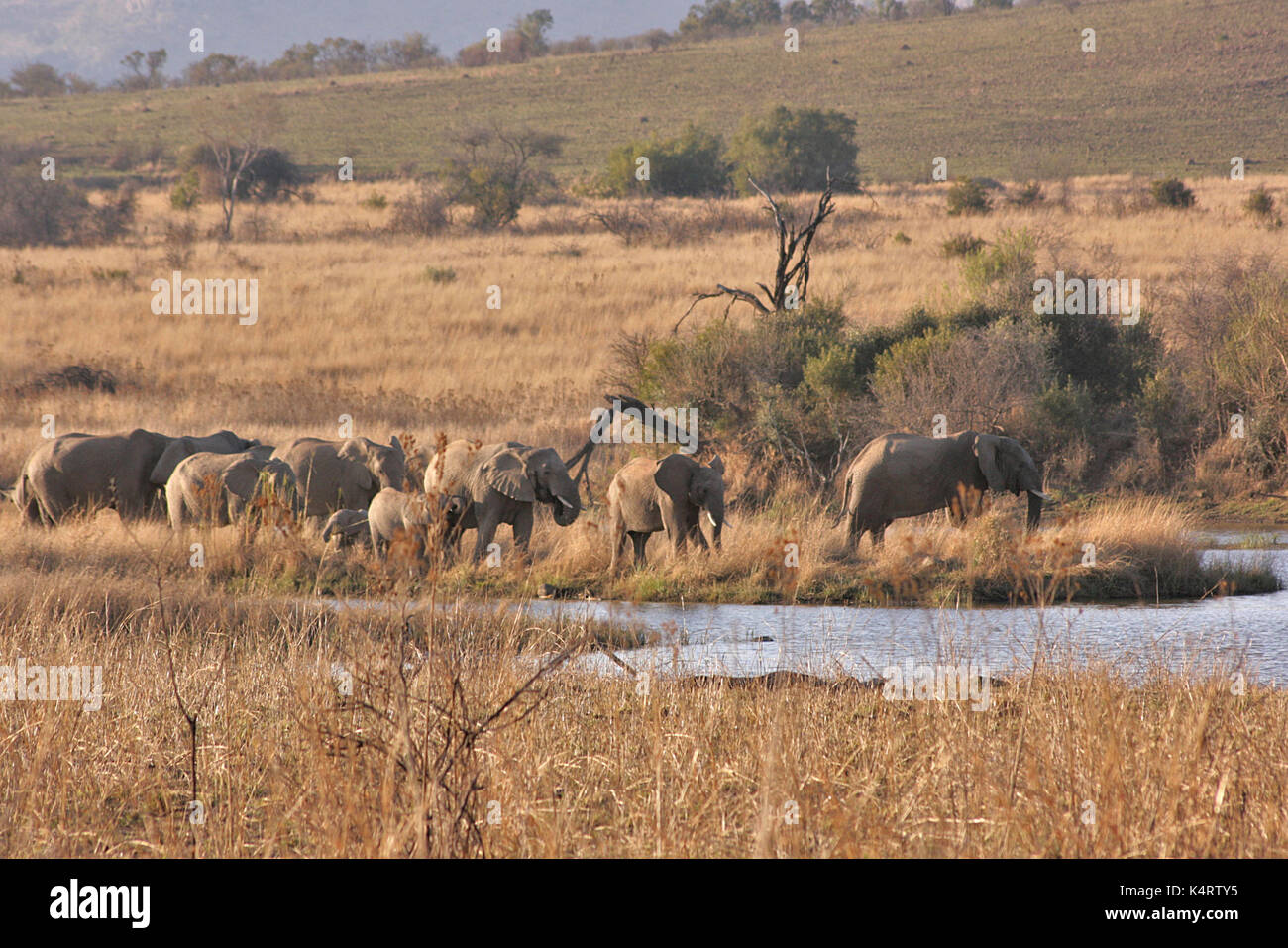 A herd of African Elephants at a watering hole in the Pilanesberg National Park, South Africa Stock Photo