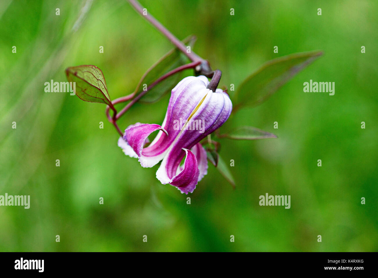 Clematis crispa (Leatherflower) flowering in central Florida Stock Photo