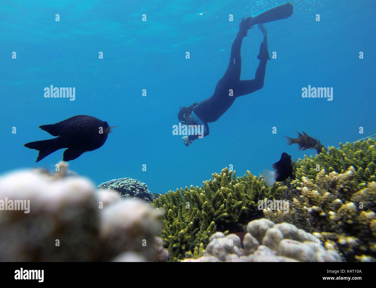 Snorkeller underwater with fish and corals, Erscott's Hole, Lord Howe