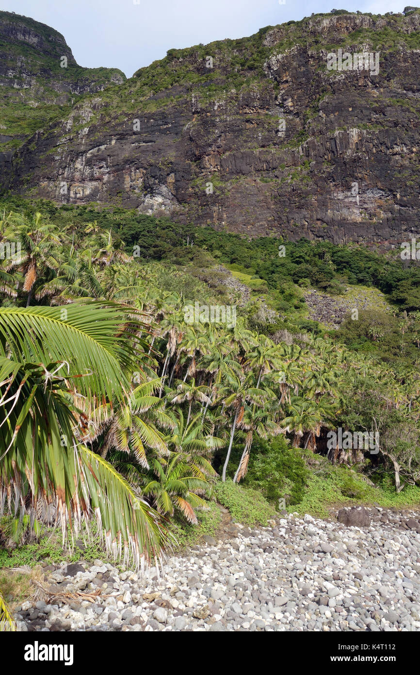 Kentia palm forest and slopes of Mt Gower from Little Island, Lord Howe