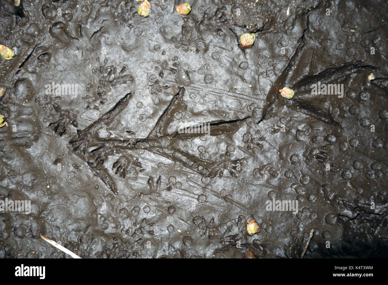 Endangered woodhen footprints in mud surrounded by feral rat footprints, Lord Howe Island, NSW, Australia Stock Photo