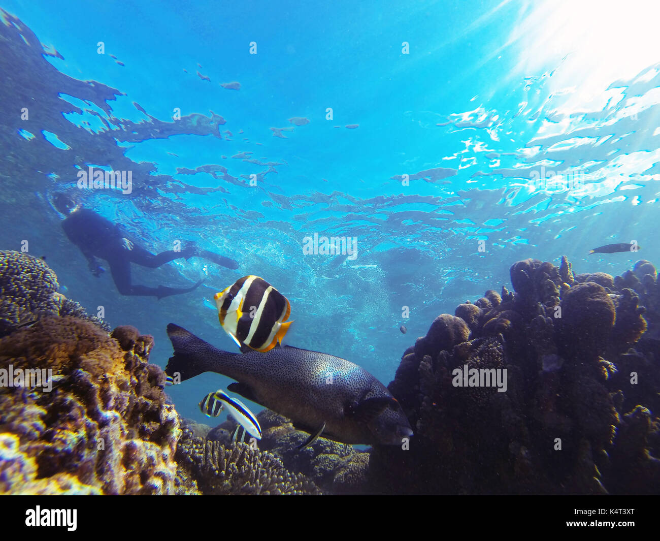 Snorkeller underwater with fish and corals, North Bay, Lord Howe Island, NSW, Australia. No MR or PR Stock Photo