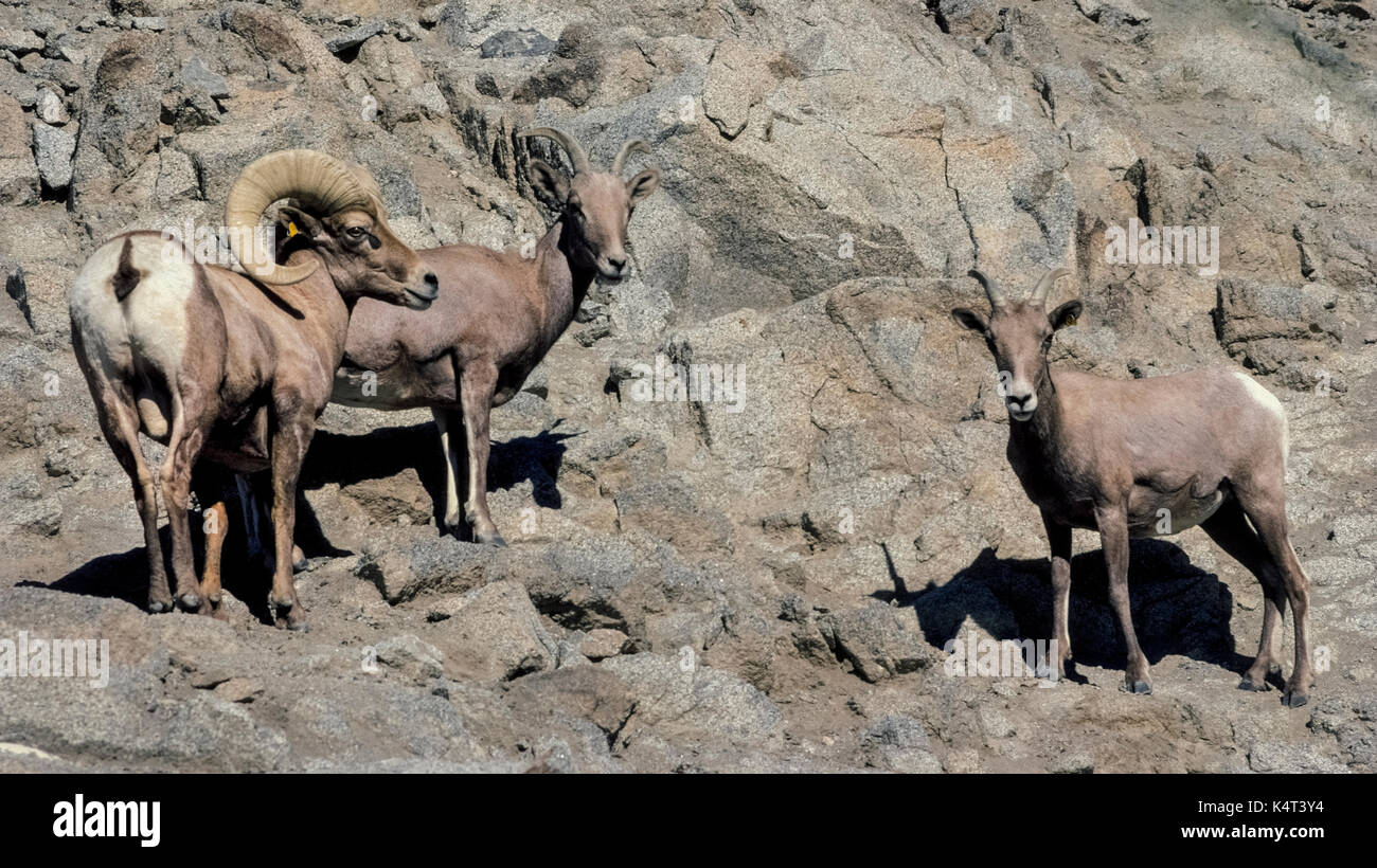 A trio of Desert Bighorn Sheep look down from the rocky terrain they inhabit high above Palm Springs in Southern California, USA. The male ram is marked by large curly horns, while the female ewes have horns that are slightly curved and smaller in size. A yellow ear tag seen on the male helps wildlife rangers keep track of these majestic mammals. Stock Photo