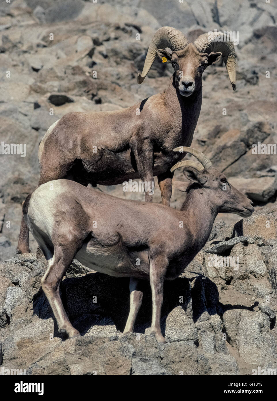 A pair of Desert Bighorn Sheep look down from the rocky terrain they inhabit high above Palm Springs in Southern California, USA. The male ram is marked by large curly horns, while the female ewe has horns that are slightly curved and smaller in size. A yellow ear tag seen on the male helps wildlife rangers keep track of these majestic mammals. Stock Photo