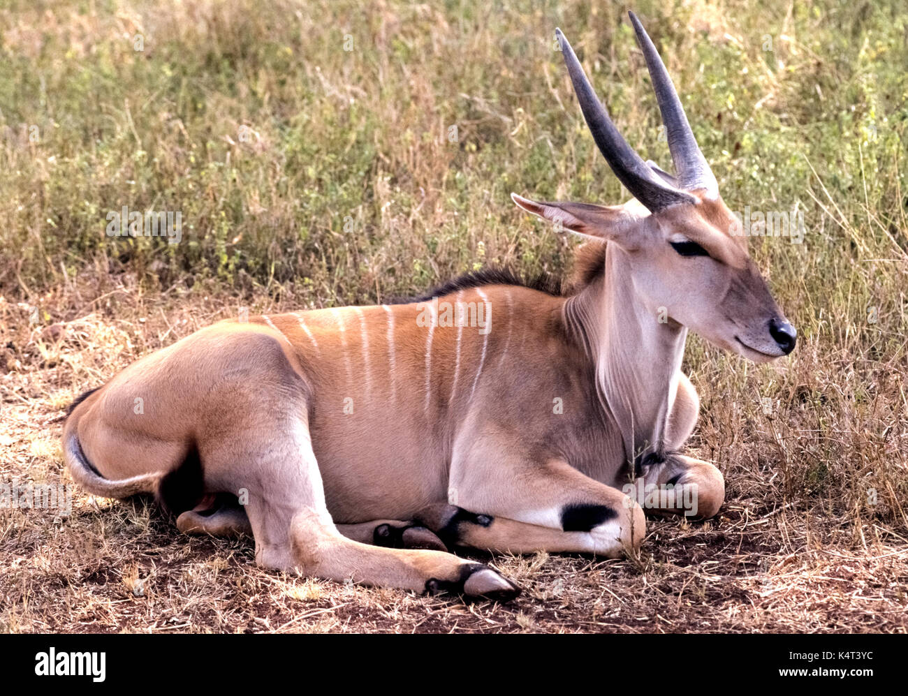 An elegant common eland (Taurotragus oryx) -- a member of the antelope family -- rests in Nairobi National Park in Kenya, East Africa. These grasslands animals are easily identified by thin white stripes across their backs and a set of impressive pointed horns that are common to both males and females. Stock Photo