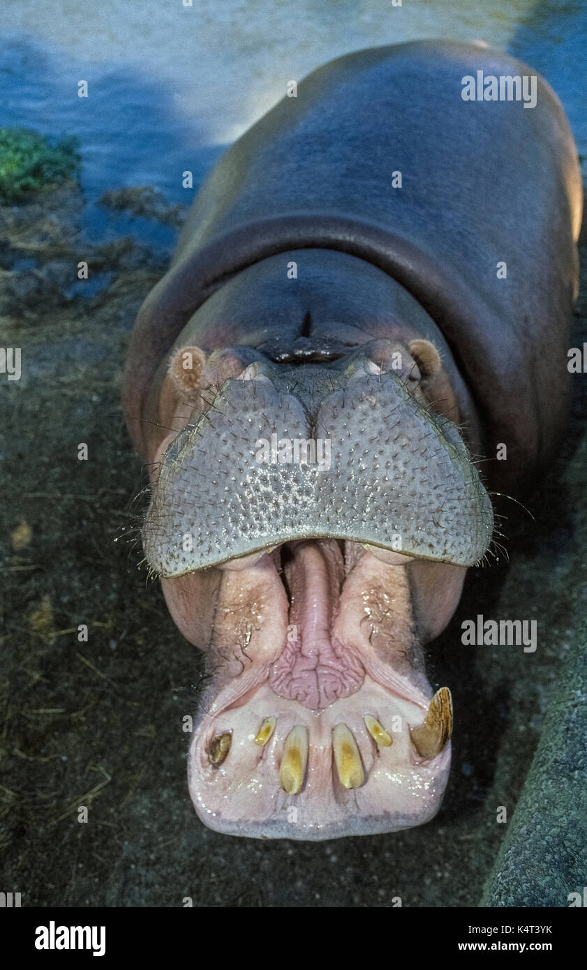 A hippopotamus (Hippopotamus amphibius) opens wide its amazingly big mouth  while waiting to be fed at Busch Gardens, a popular wild animal theme park  in Tampa, Florida, USA. This close-up shows details