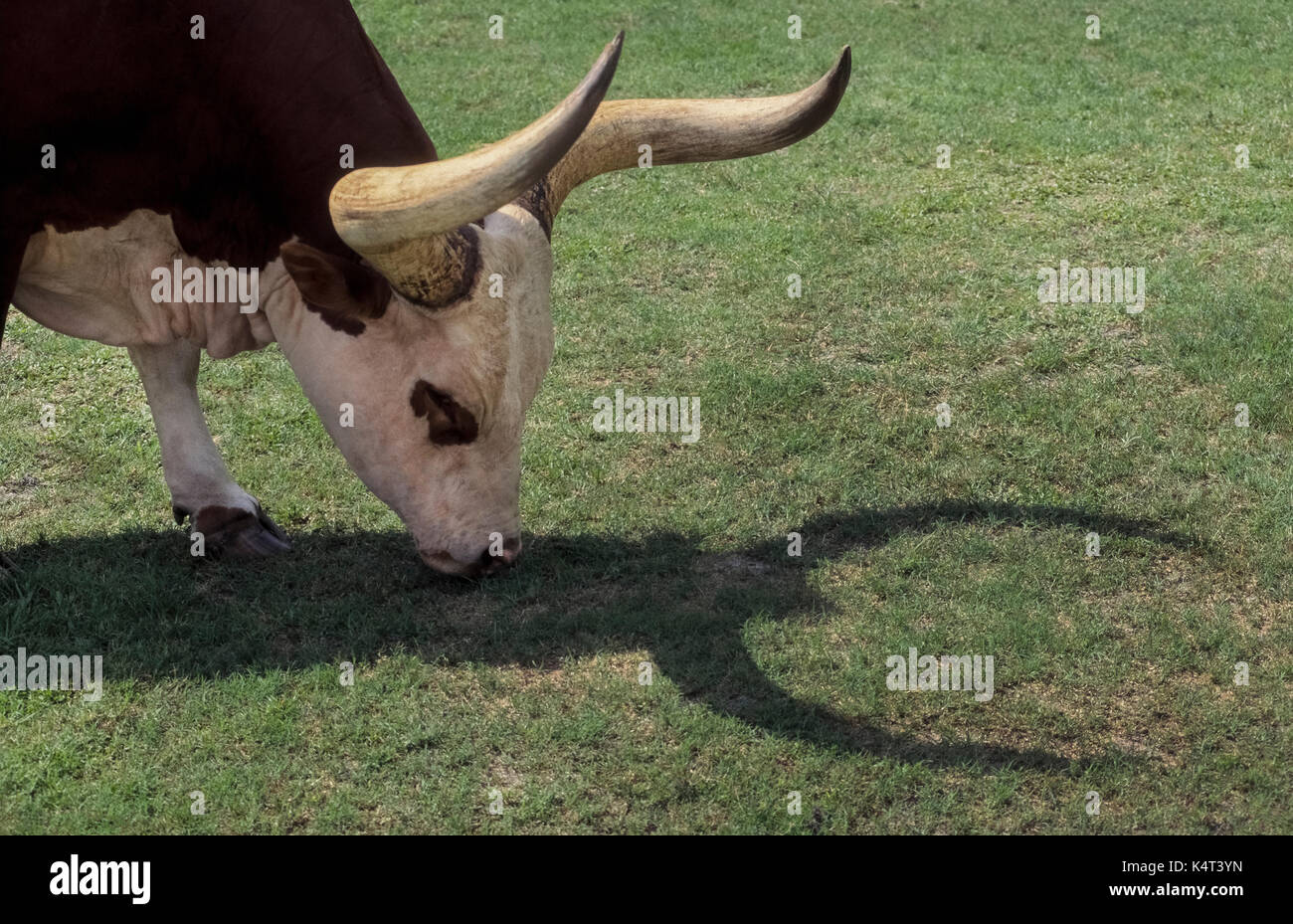 Watusi cattle are native to East Africa and known for their large and long horns, as seen by the shadow made by this young cow grazing in a grassy field in Florida, USA. Considered one of the oldest cattle breeds, Watusi also are known as the Cattle of Kings, Ankole cattle, and Royal Ox. Stock Photo