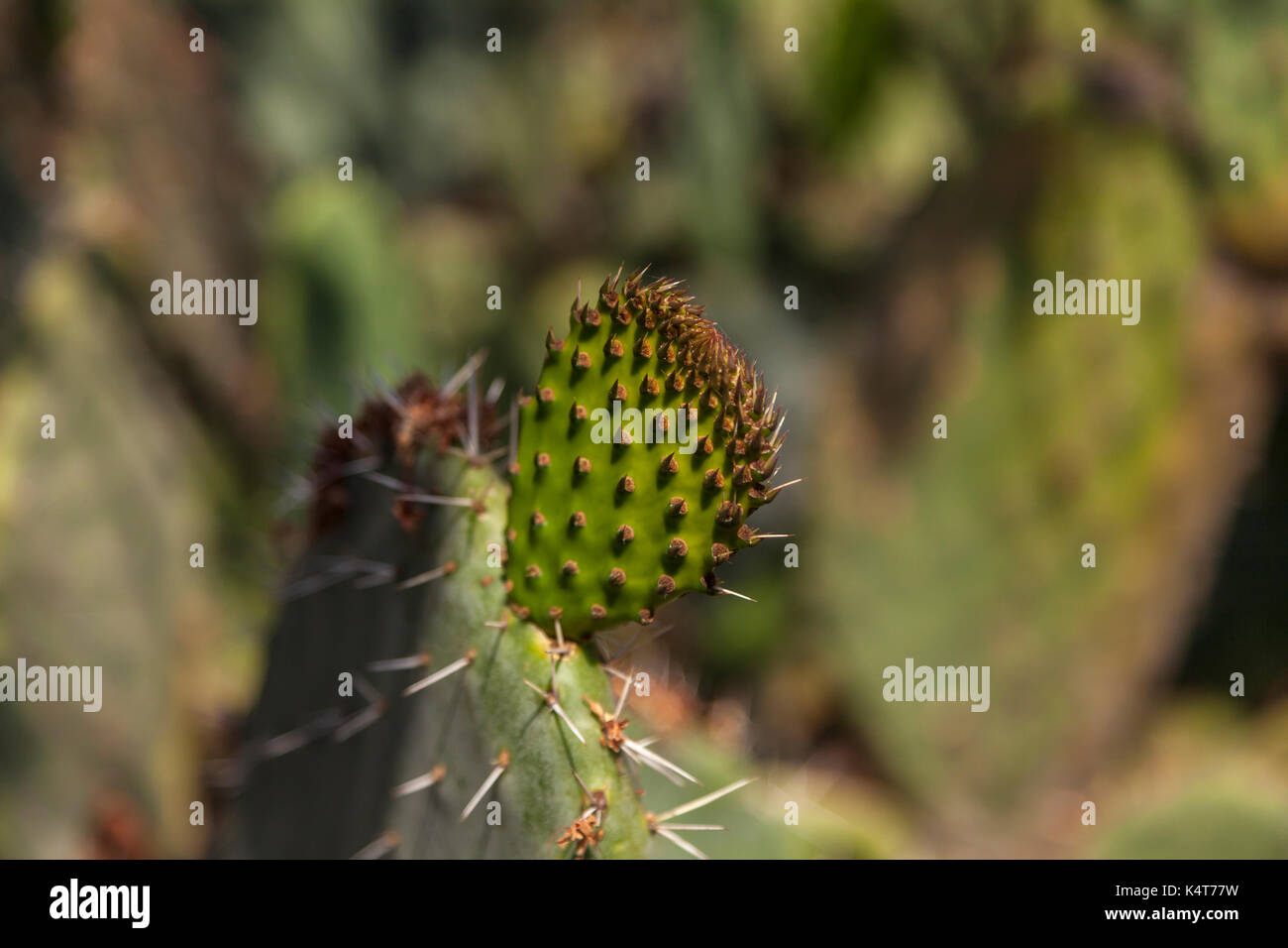 Cactus plant inside the Mission San Francisco Solano garden, Sonoma, CA,  USA Stock Photo - Alamy