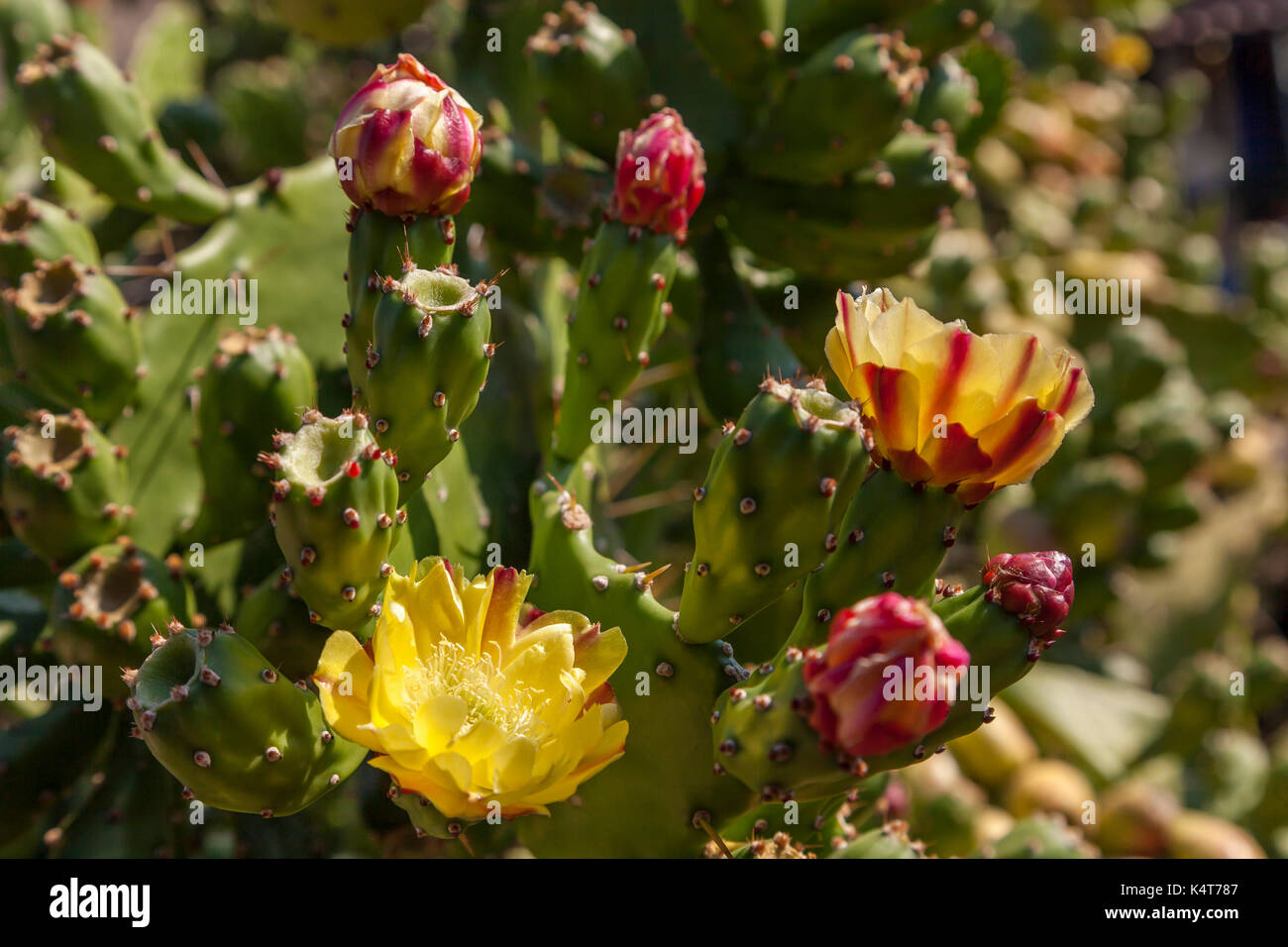 Cactus flowers inside the Mission San Francisco Solano garden, Sonoma, CA, USA Stock Photo