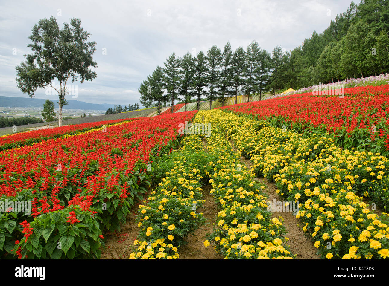 Rainbow fields of marigolds and scarlet sage at the Saika no Sato Lavender Farm in Naka-Furano, Hokkaido, Japan Stock Photo
