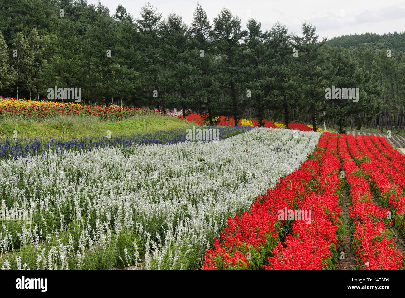 Rainbow fields of scarlet sage (red salvia) and other flowers at the Saika no Sato Lavender Farm in Naka-Furano, Hokkaido, Japan Stock Photo