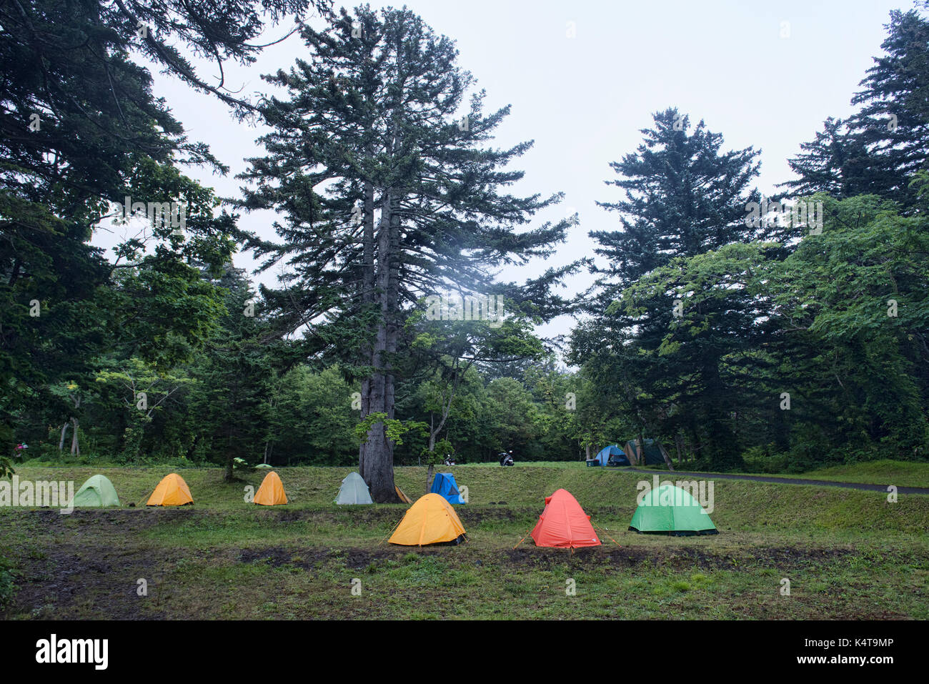 Forest campground at the base of Mount Rishiri, Rishiri Island, Hokkaido, Japan Stock Photo