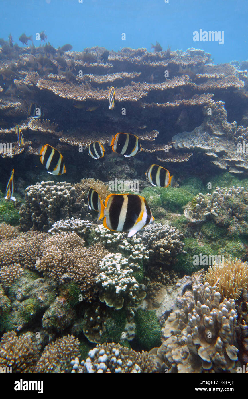 Threeband butterflyfish (Chaetodon tricinctus) with healthy Acropora and Porites corals at Erscott's Hole, Lord Howe Island, NSW, Australia Stock Photo