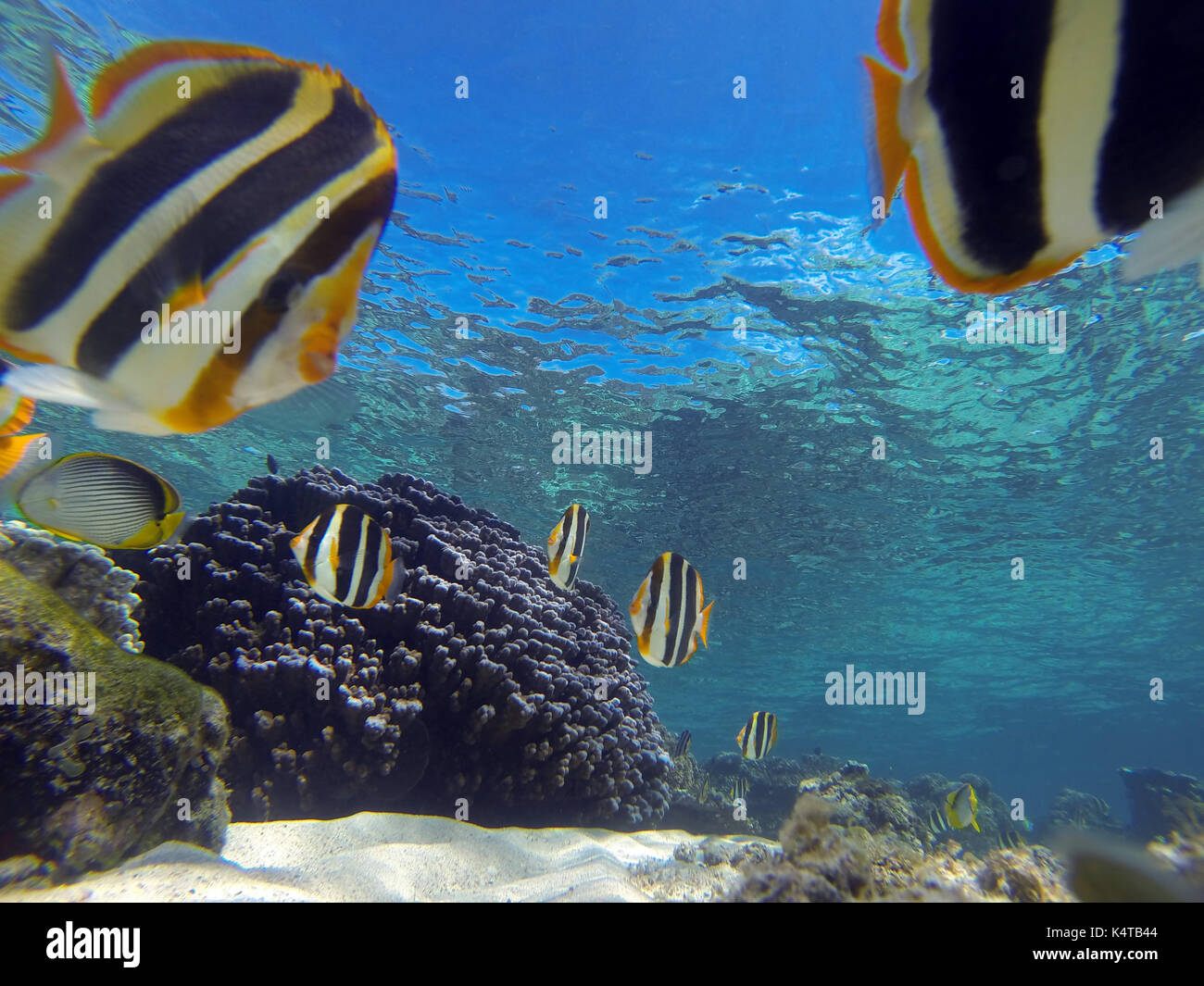 Threeband butterflyfish (Chaetodon tricinctus) with healthy Porites corals at North Bay, Lord Howe Island, NSW, Australia Stock Photo