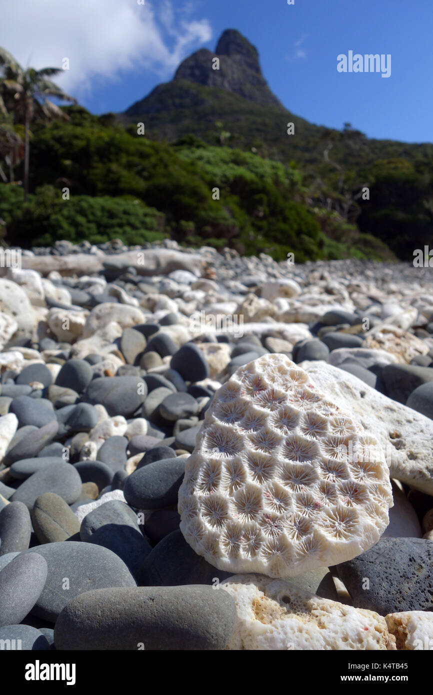 Coral skeleton on the beach of remote Boat Harbour beneath Mt Lidgbird, Lord Howe Island, NSW, Australia Stock Photo