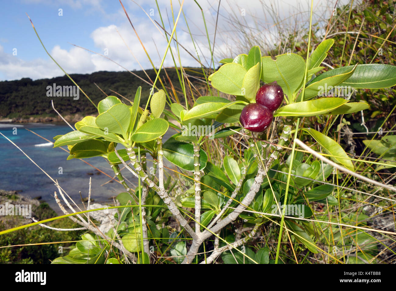 Red berrywood (Ochrosia elliptica) at Middle Beach, Lord Howe Island, NSW, Australia Stock Photo
