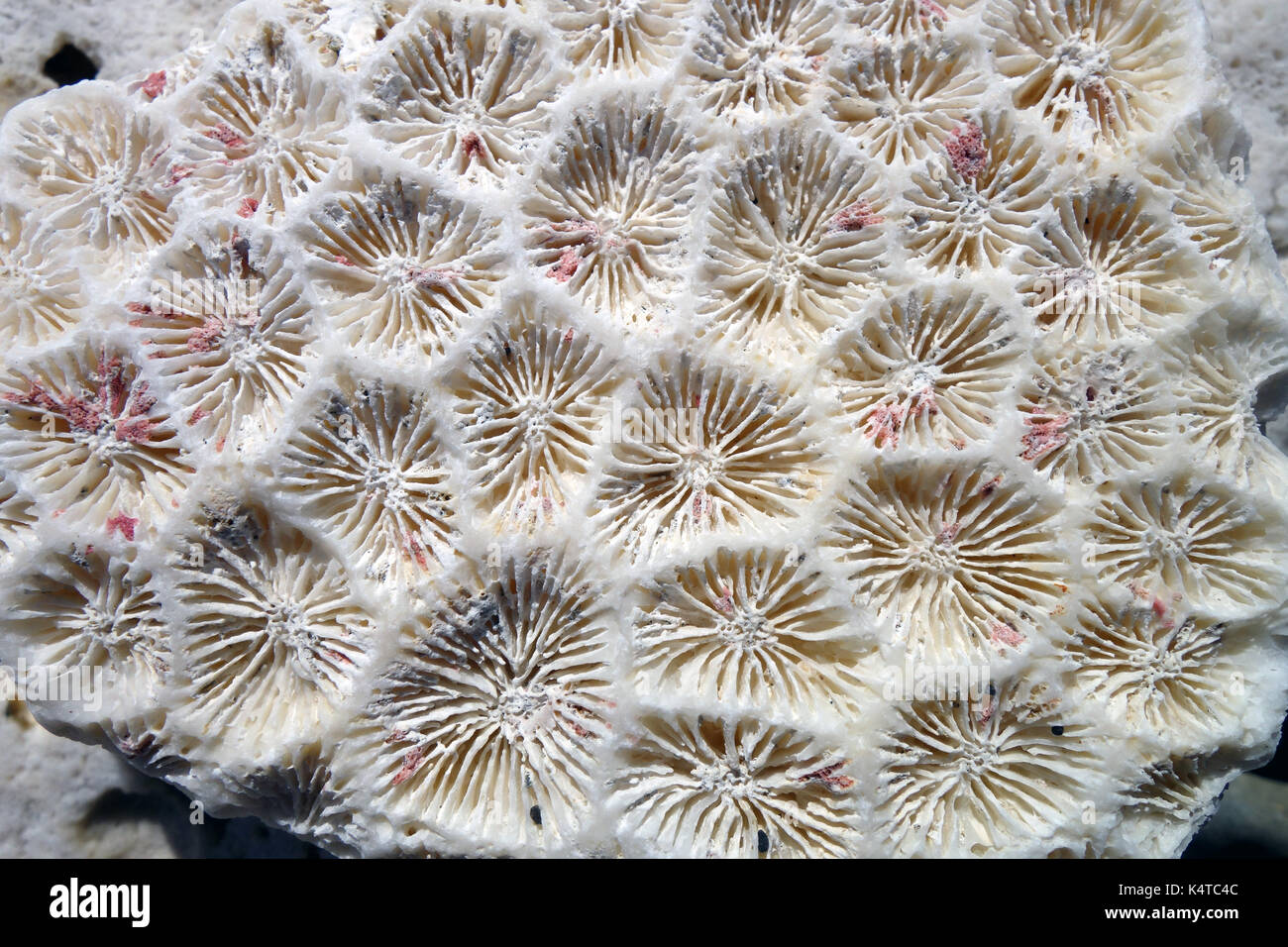 Detail of faviid coral skeleton washed up on Boat Harbour beach, Lord Howe Island, NSW, Australia Stock Photo