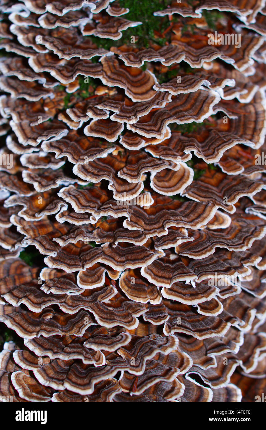 A closeup picture of mushroom cover on a tree's bark. Stock Photo