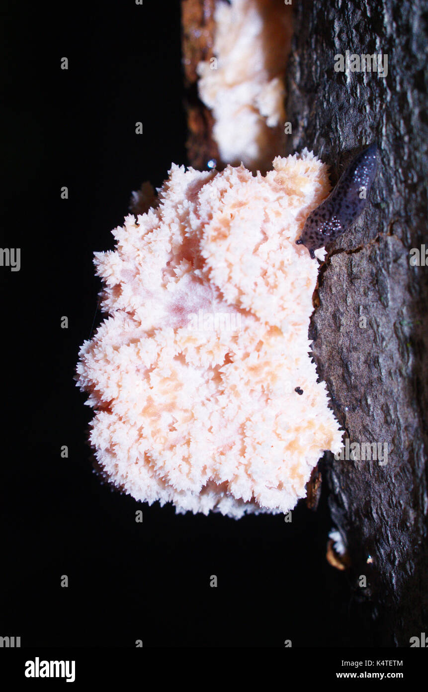 A closeup picture of a slug eating a mushroom on a tree's bark. Stock Photo