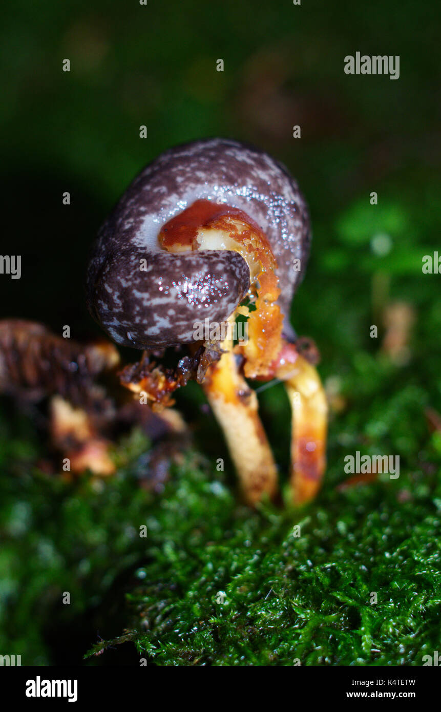 A closeup picture of a big slug eating a mushroom on the forest ground. Stock Photo