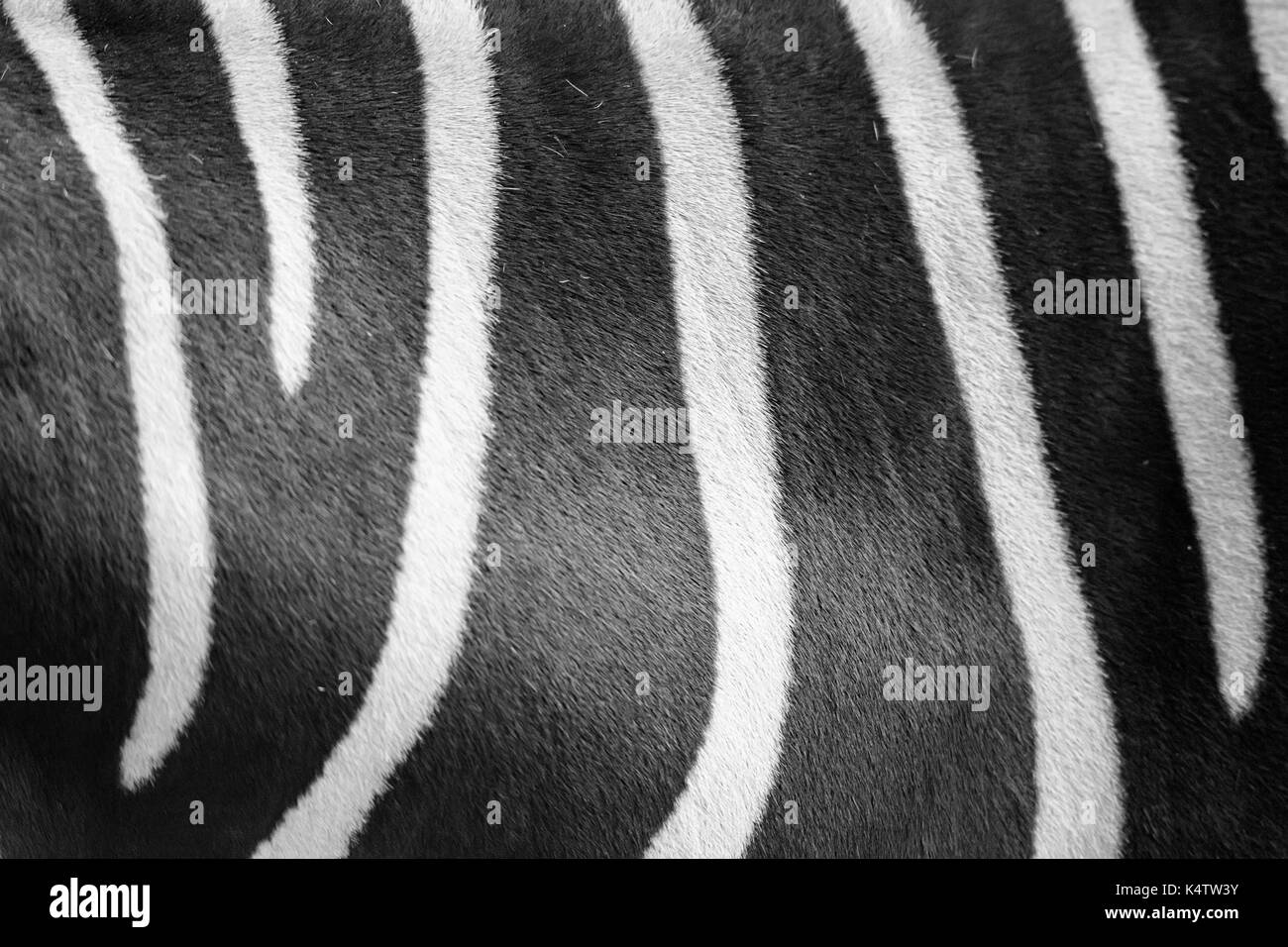 Close up zebra skin pattern black and white Stock Photo - Alamy