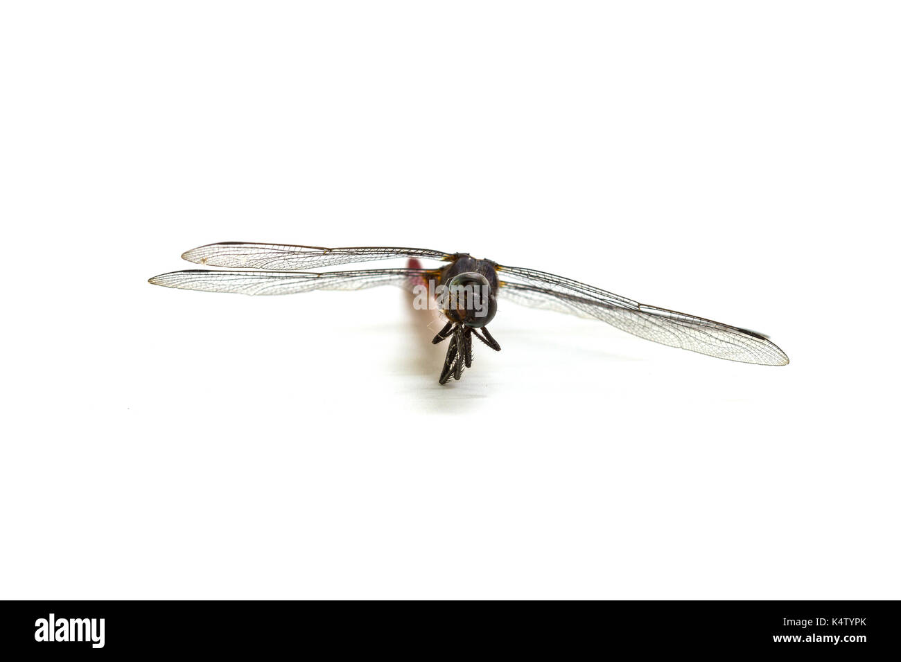 Closeup dragonfly isolated on a white background Stock Photo