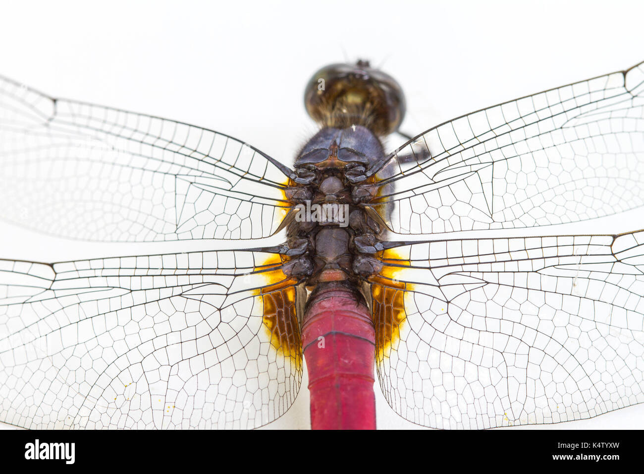 Closeup dragonfly isolated on a white background Stock Photo