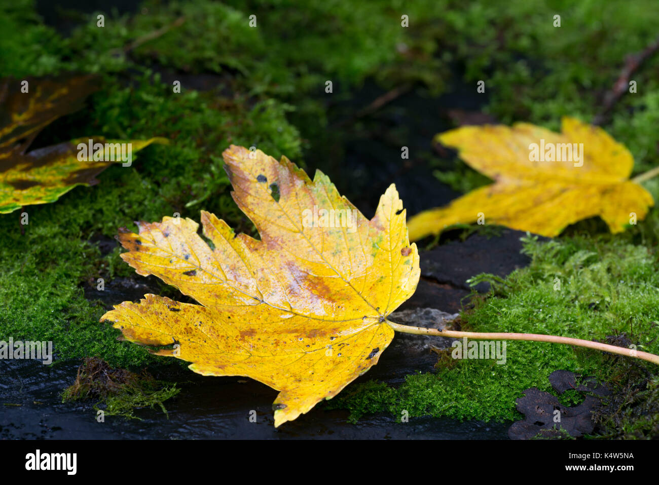 yellow fall sycamore maple leaves on mossy background  closeup Stock Photo