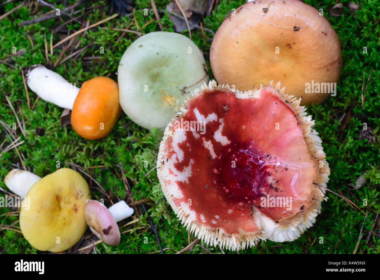 multicolored russula mushrooms in mossy background  closeup selective focus Stock Photo