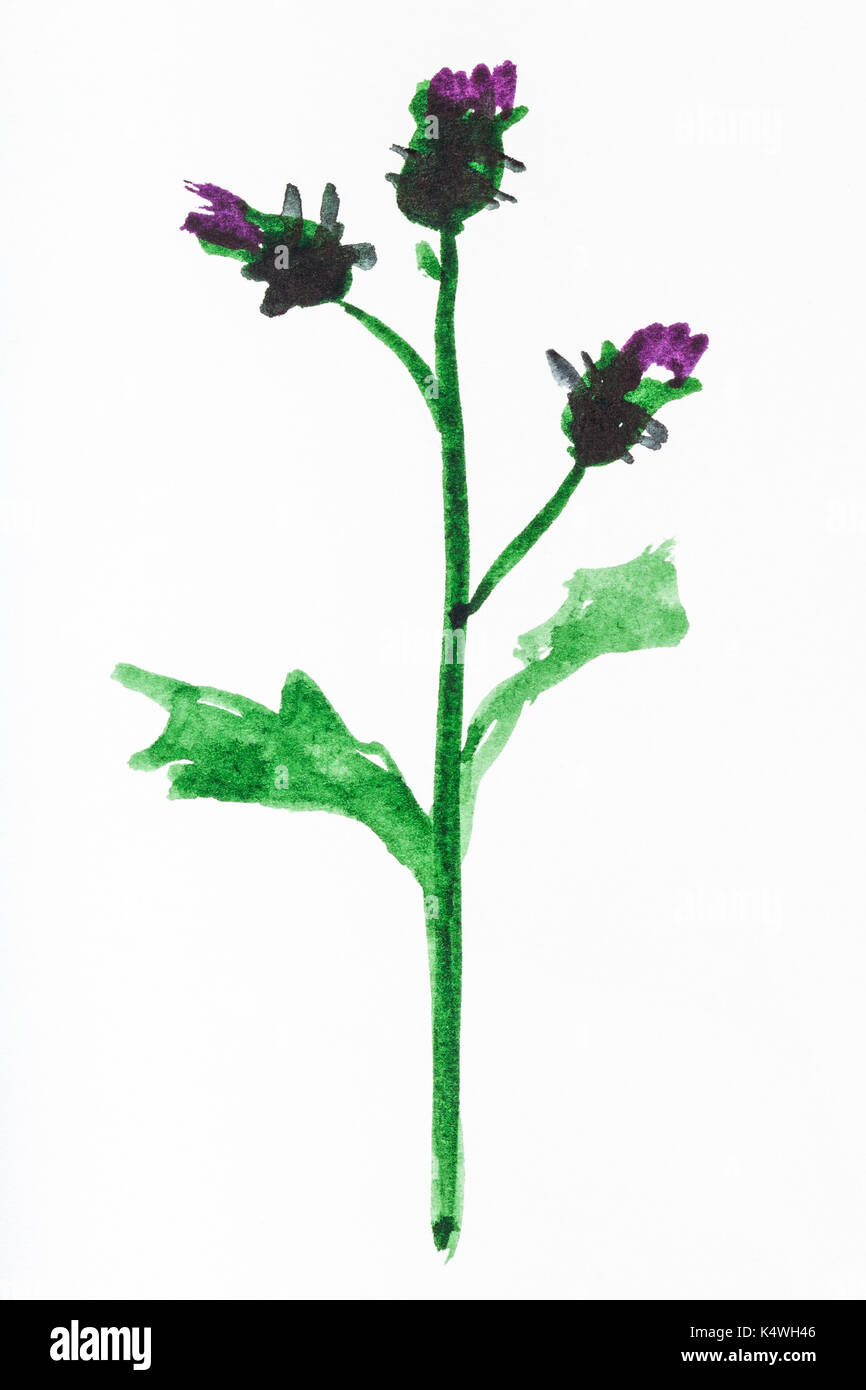 training drawing in suibokuga sumi-e style with watercolor paints - thistle flowers hand painted on white paper Stock Photo