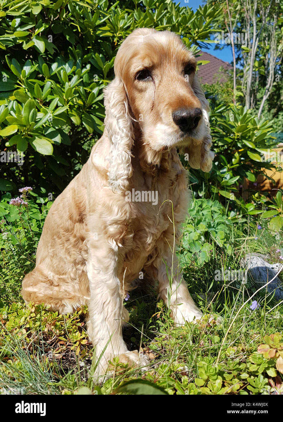 Cocker; Spaniel; Hund Stock Photo - Alamy