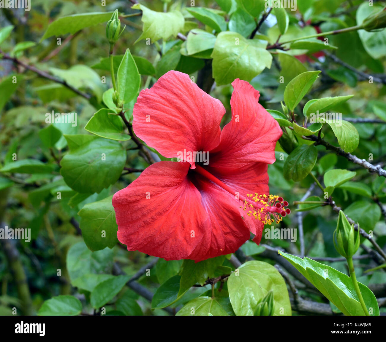 Hibiscus rosa-sinensis; Roseneibisch, Heilpflanze Stock Photo