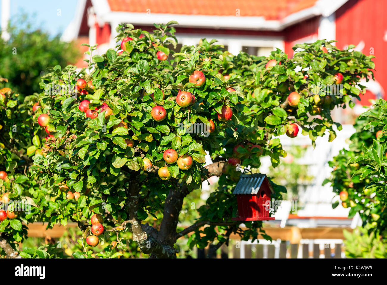 Apple hanging tree hi res stock photography and images Page 4 Alamy