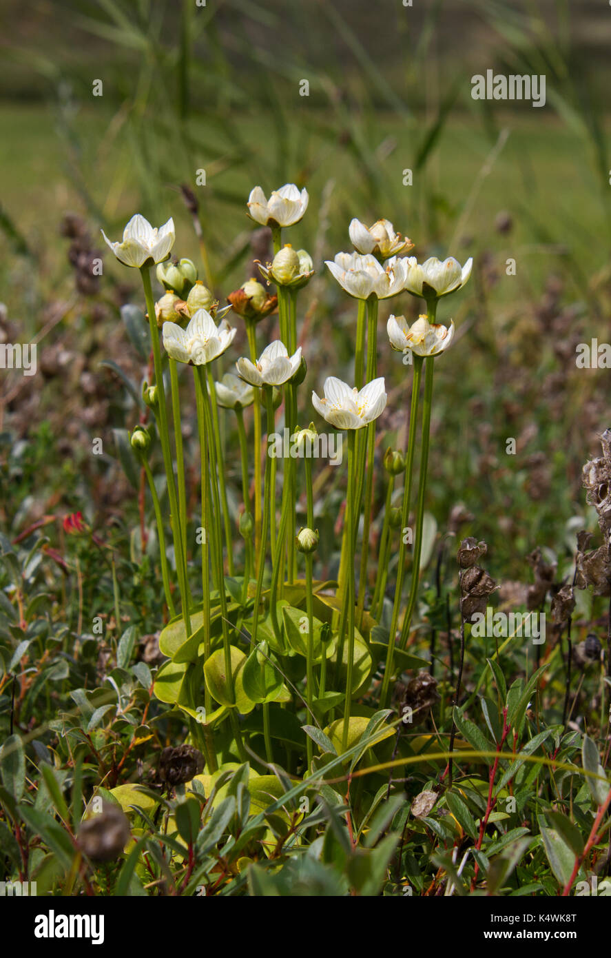 White flowers of Marsh grass or Parnassia palustris Stock Photo