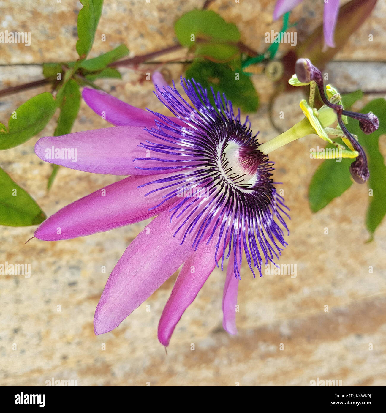 Passiflora violacea; Violette; Passionsblume, Heilpflanze Stock Photo
