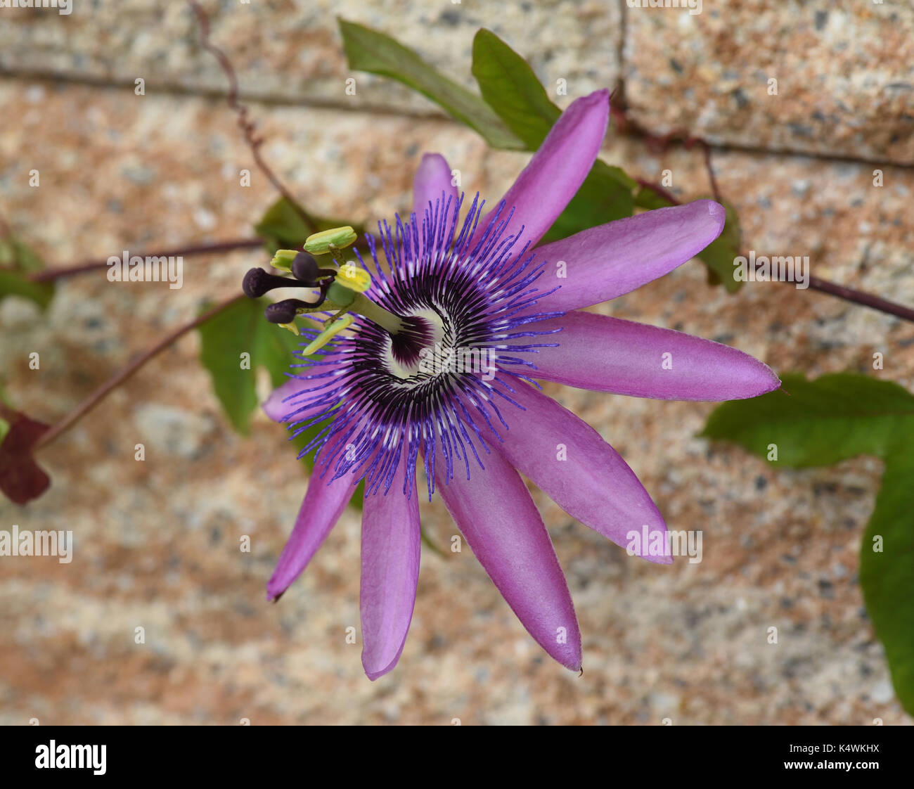 Passiflora violacea; Violette; Passionsblume, Heilpflanze Stock Photo