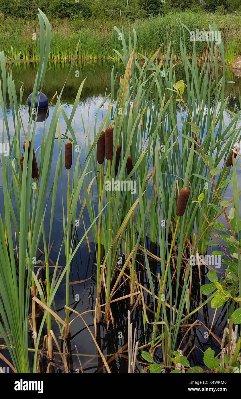 Rohrkolben, Typha, laxmannii, Wasserpflanze Stock Photo