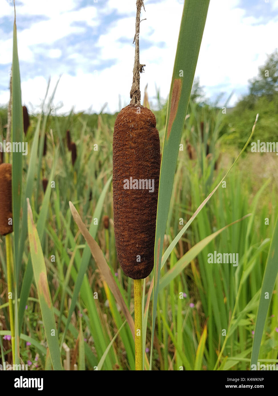 Rohrkolben, Typha, laxmannii, Wasserpflanze Stock Photo