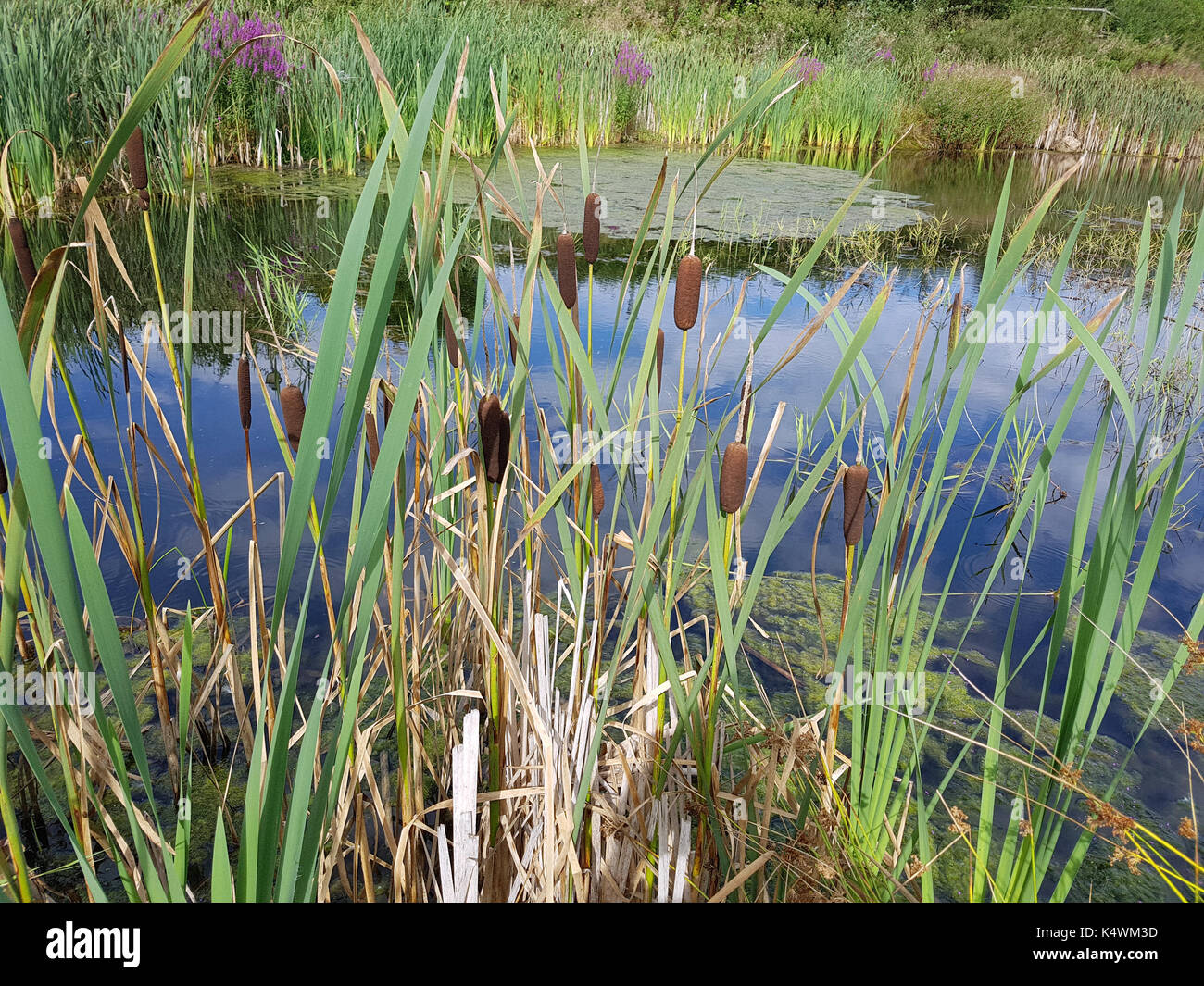Rohrkolben, Typha, laxmannii, Wasserpflanze Stock Photo