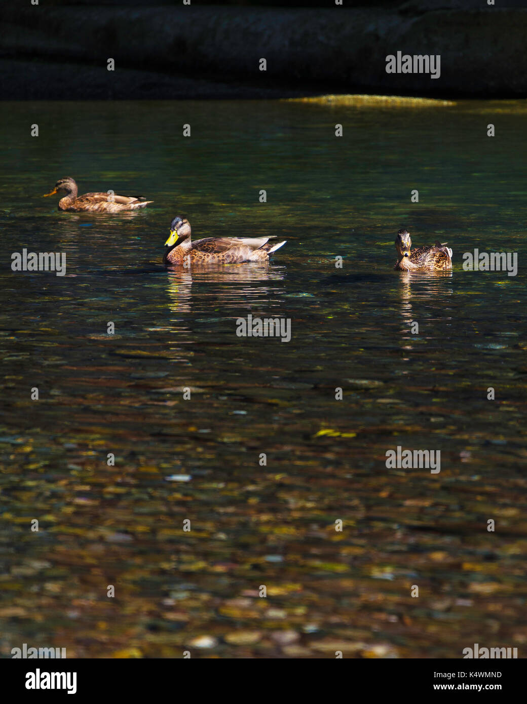 ducks swimming Stock Photo