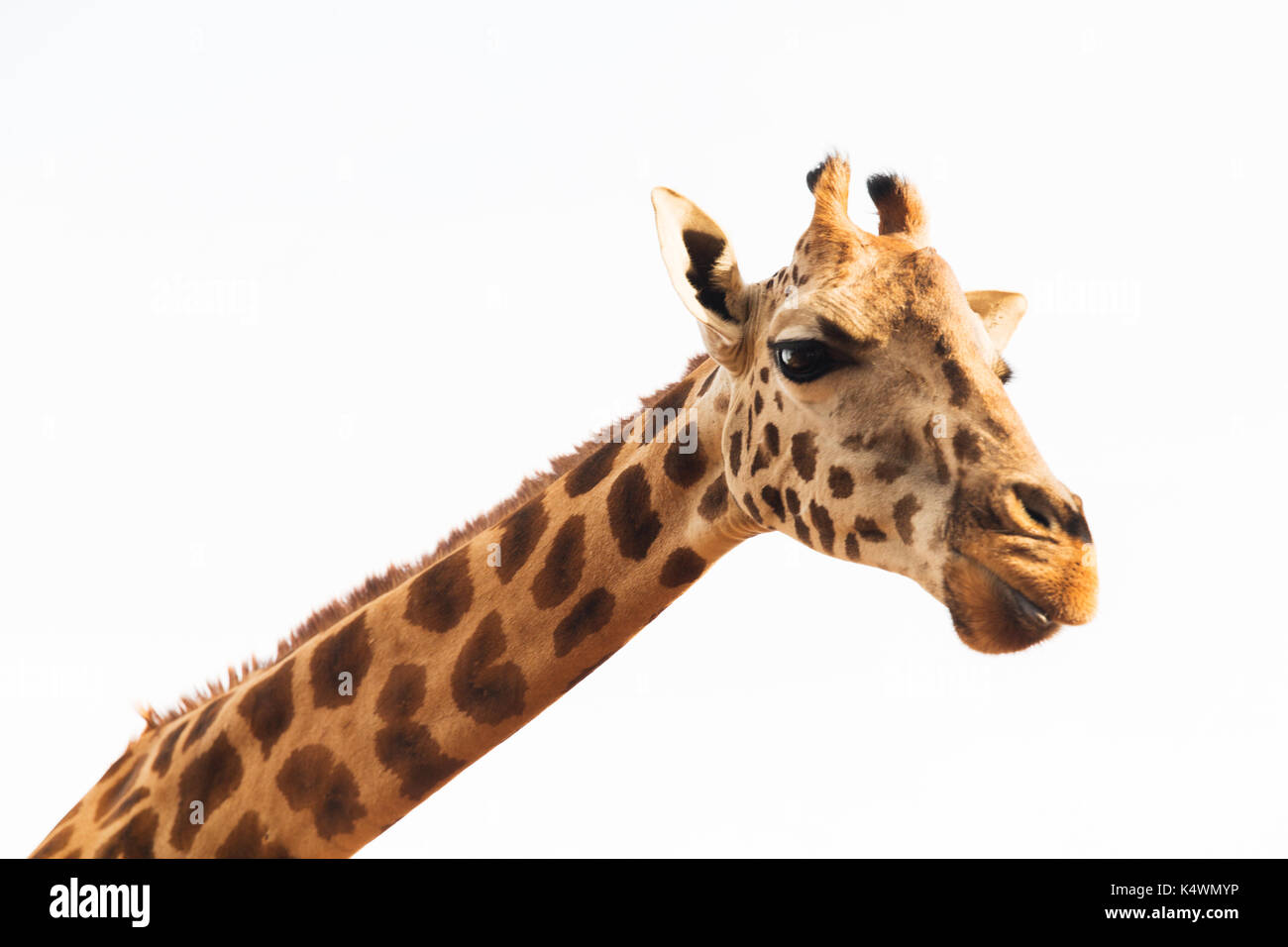 giraffe in africa Stock Photo