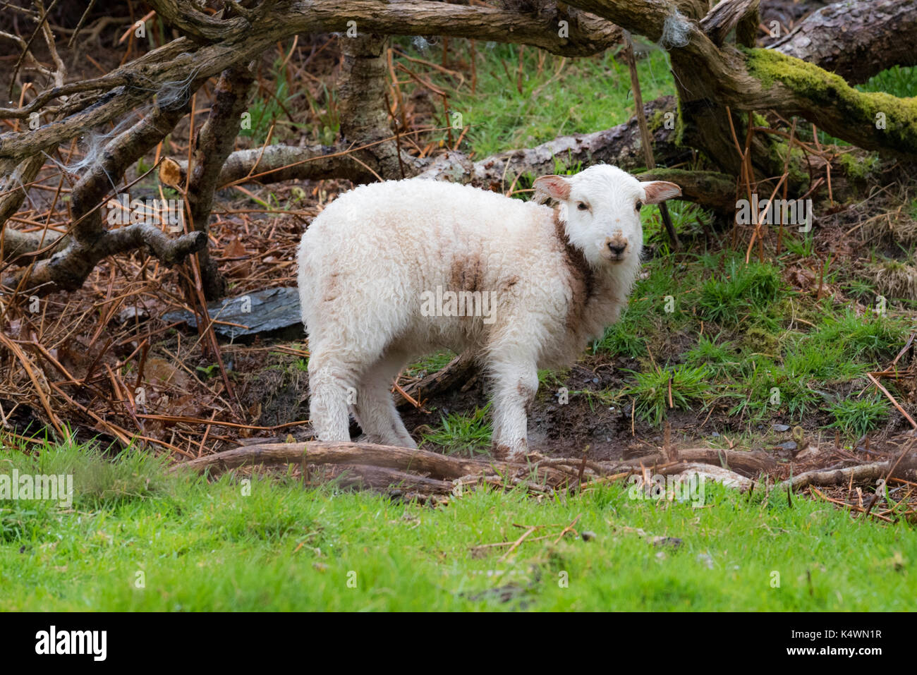 Lamb Stands under a Tree in a Pasture in Wales Stock Photo