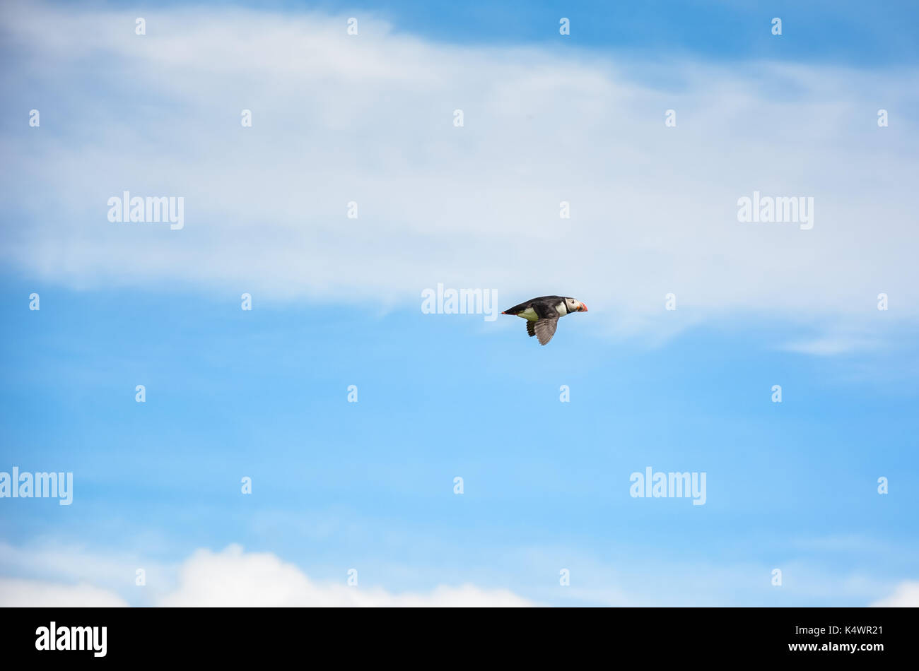 Atlantic puffin(Fratercula arctica) in Dyrholaey in Iceland flying in the sky on summer day. Stock Photo