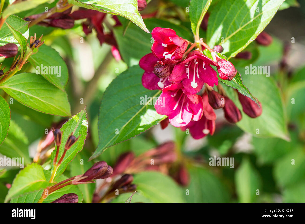 The flowers of a Weigela Bristol Ruby Stock Photo