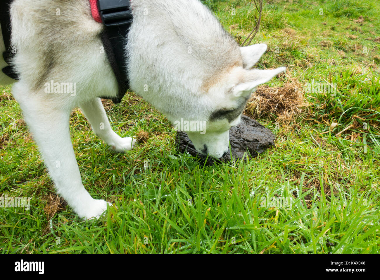 Husky Dog eating and licking cow or horse manure or cow  or horse dung in a field which dogs often eat, Flintshire, Wales, UK Stock Photo