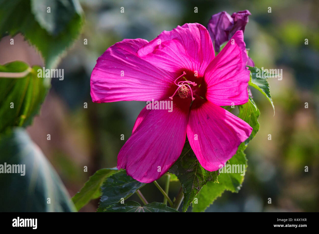 Close up bright purple Hibiscus flower outdoors Stock Photo